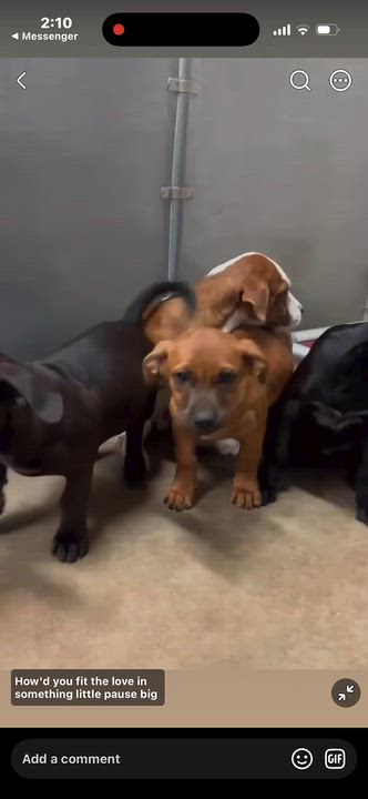 Enlarge Josh, a Adoptable mixed breed in Loveland, CO video 2/2