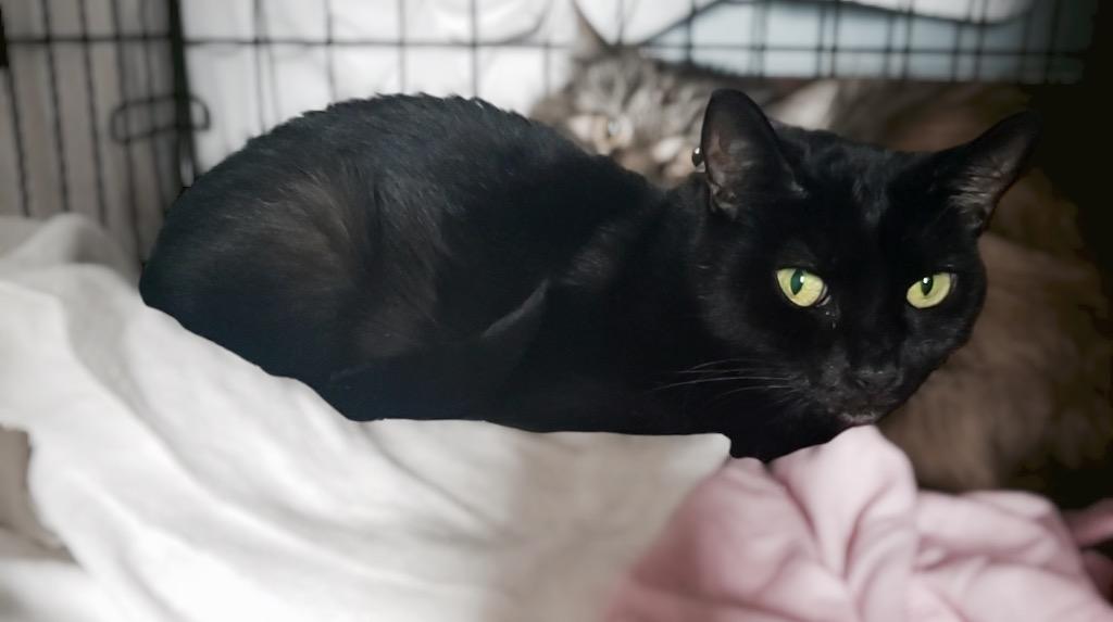 Spot, Adoptable, Senior Female Domestic Medium Hair.