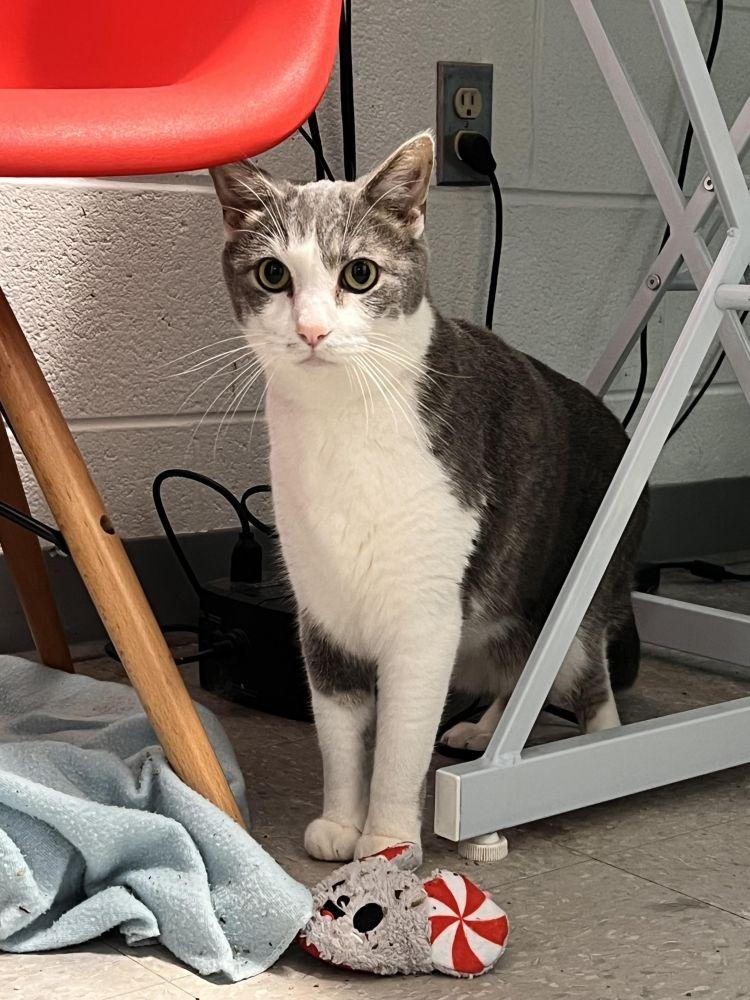 Beau, Adoptable, Adult Male Domestic Short Hair.