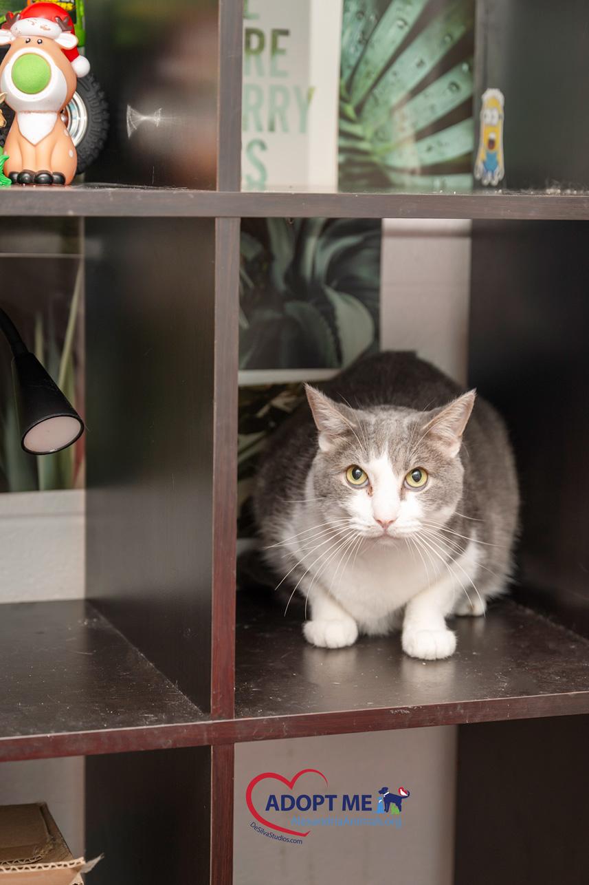 Enlarge Beau, a Adoptable Domestic Short Hair in Alexandria, VA image 2/2