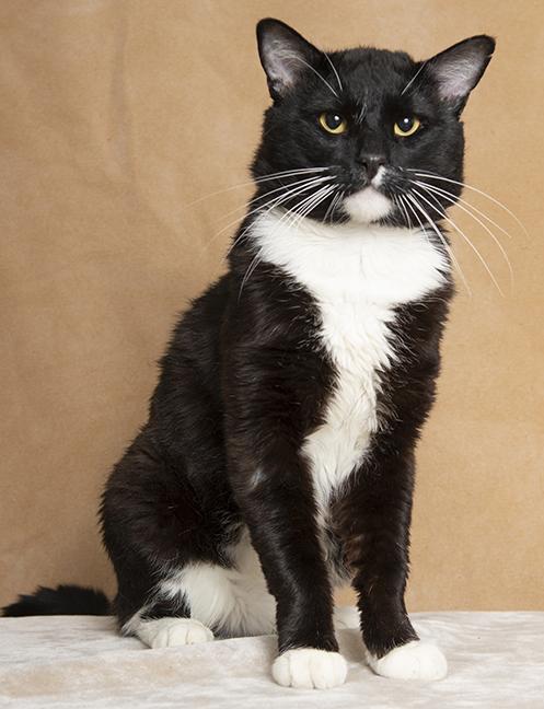 Enlarge Whiskey, a ADOPTABLE Tuxedo in Chicago, IL image 2/5