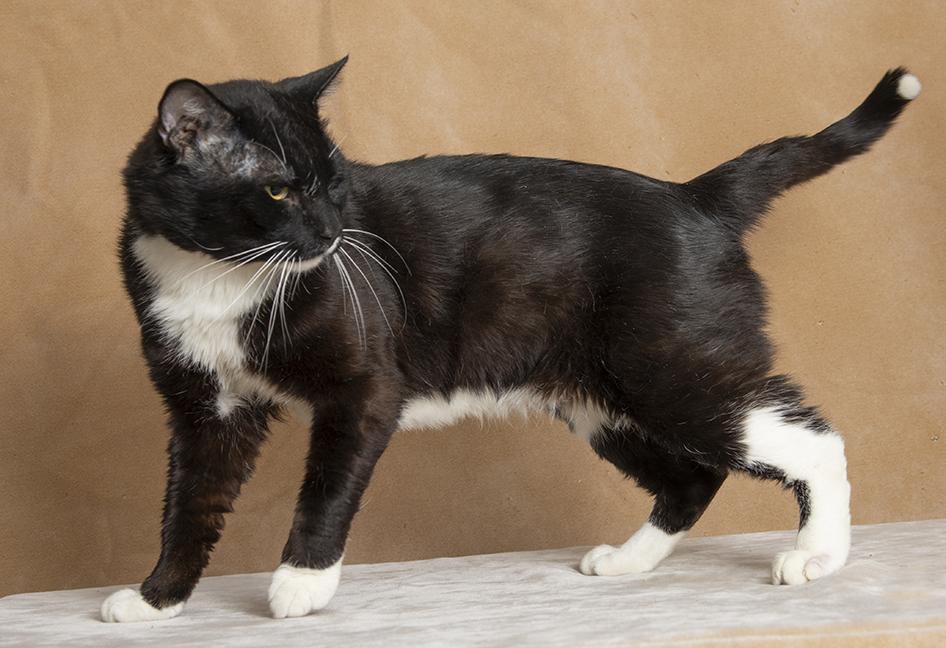 Enlarge Whiskey, a ADOPTABLE Tuxedo in Chicago, IL image 4/5
