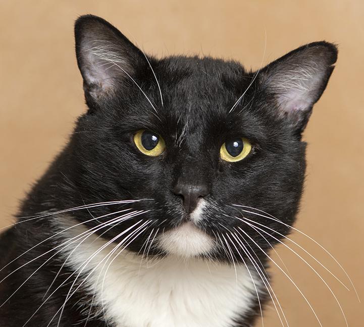 Whiskey, ADOPTABLE, Adult Male Tuxedo.