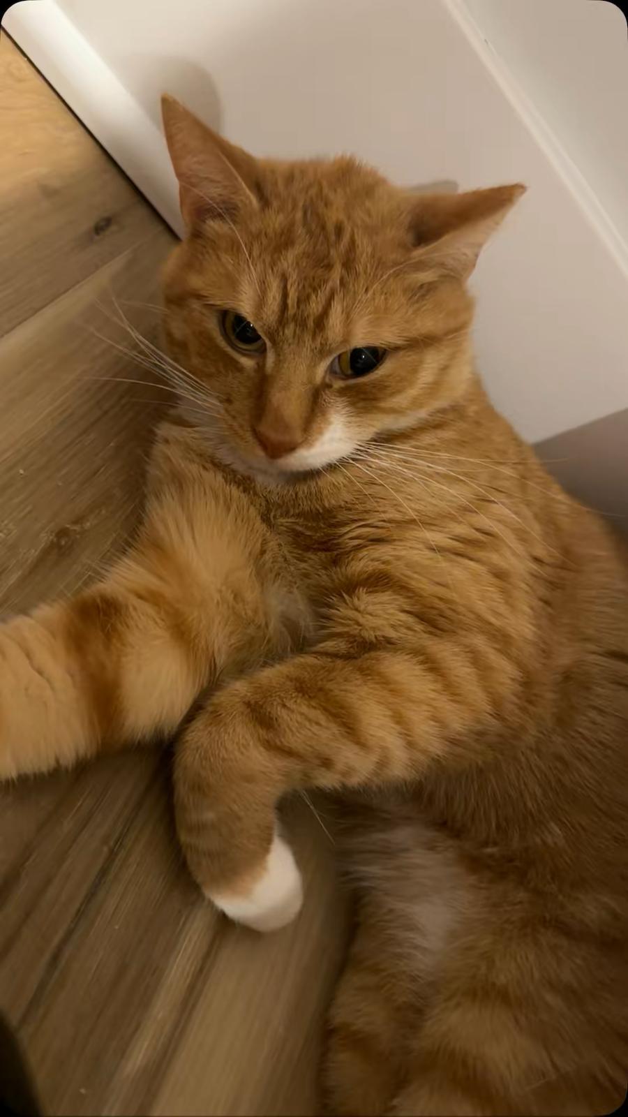 Enlarge Ginger, a ADOPTABLE Domestic Short Hair in Jersey City, NJ image 2/3