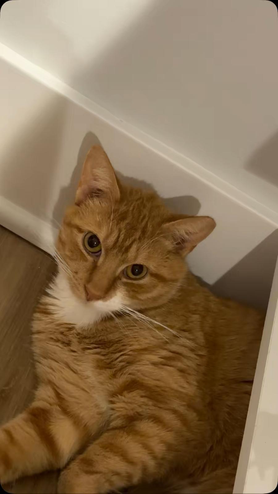 Enlarge Ginger, a ADOPTABLE Domestic Short Hair in Jersey City, NJ image 1/3