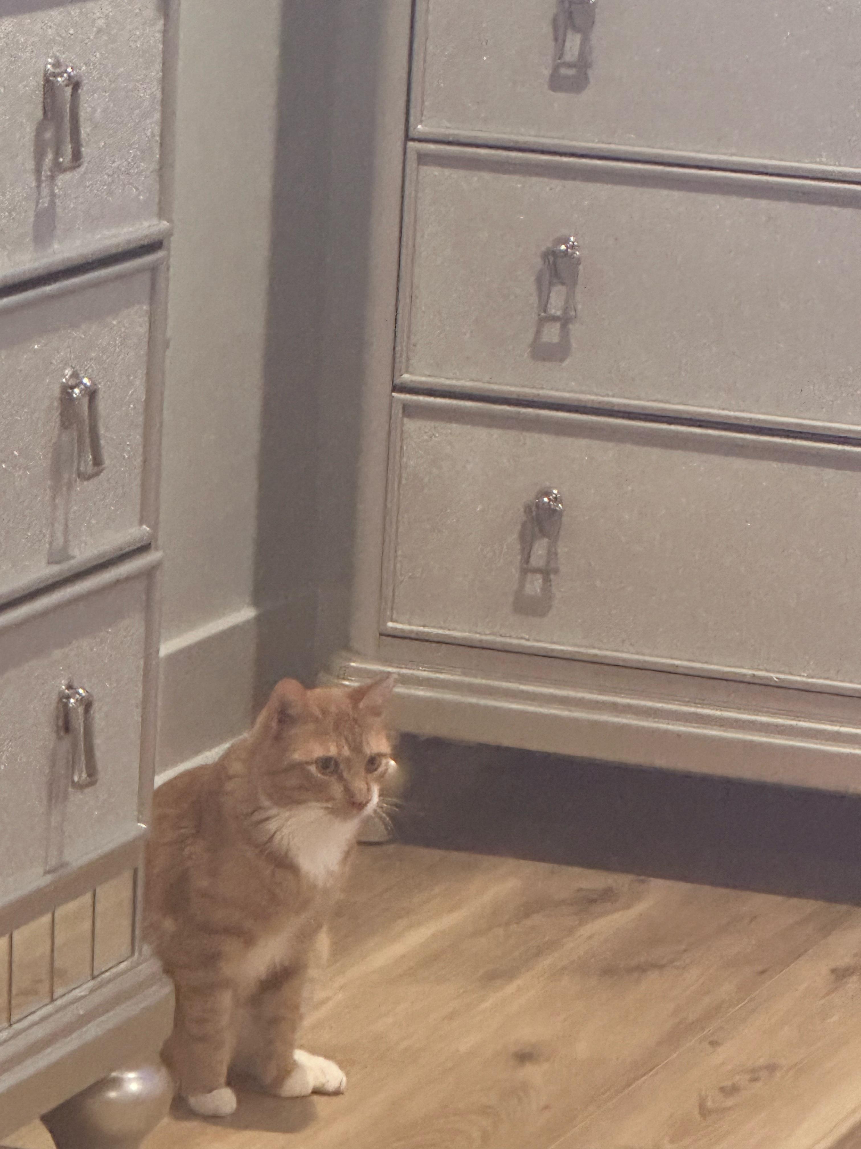 Enlarge Ginger, a ADOPTABLE Domestic Short Hair in Jersey City, NJ image 3/3