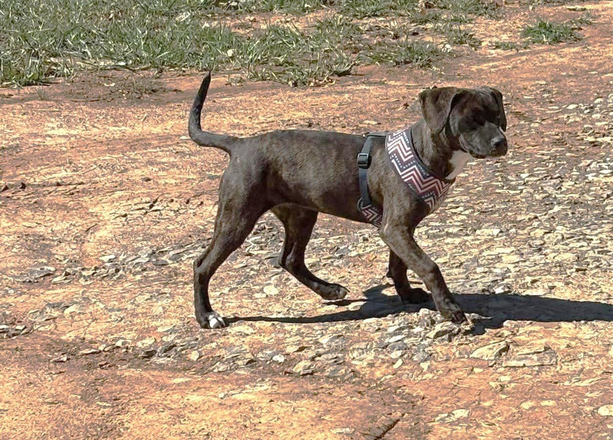 Enlarge Dewdrop (5mo, 30lbs), a Adoptable Hound in Hinton, WV image 1/3