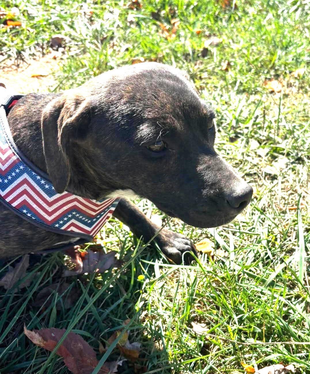Enlarge Dewdrop (5mo, 30lbs), a Adoptable Hound in Hinton, WV image 2/3