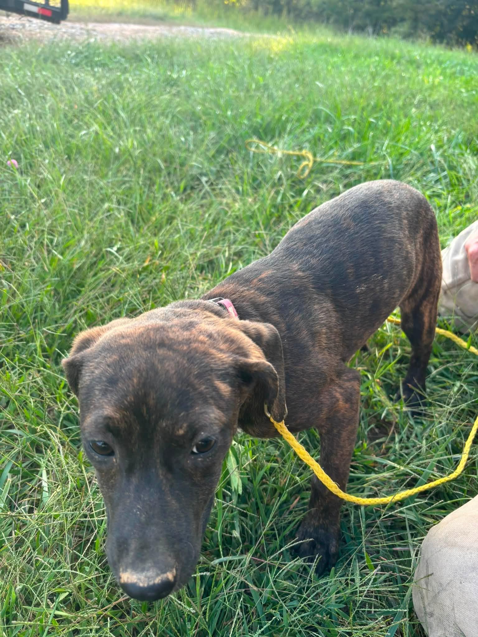 Enlarge Dewdrop (5mo, 30lbs), a Adoptable Hound in Hinton, WV image 3/3