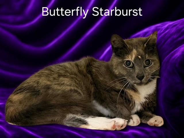 BUTTERFLY STARBURST, Adoptable, Young Female Domestic Short Hair.