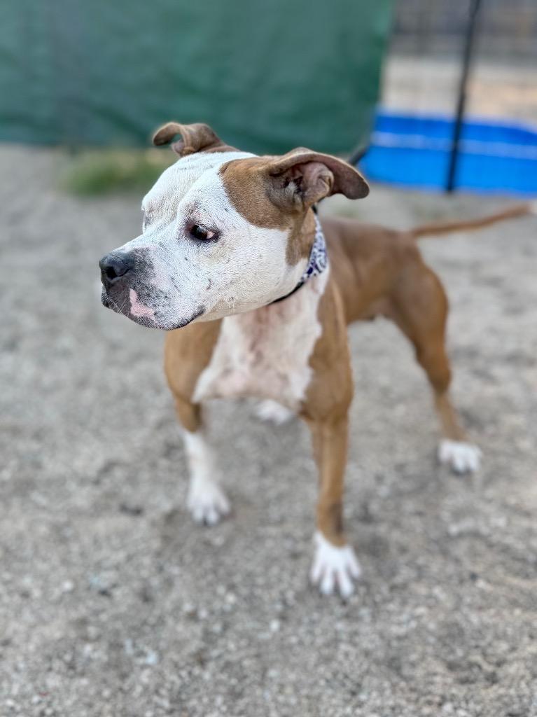 Bonnie photo