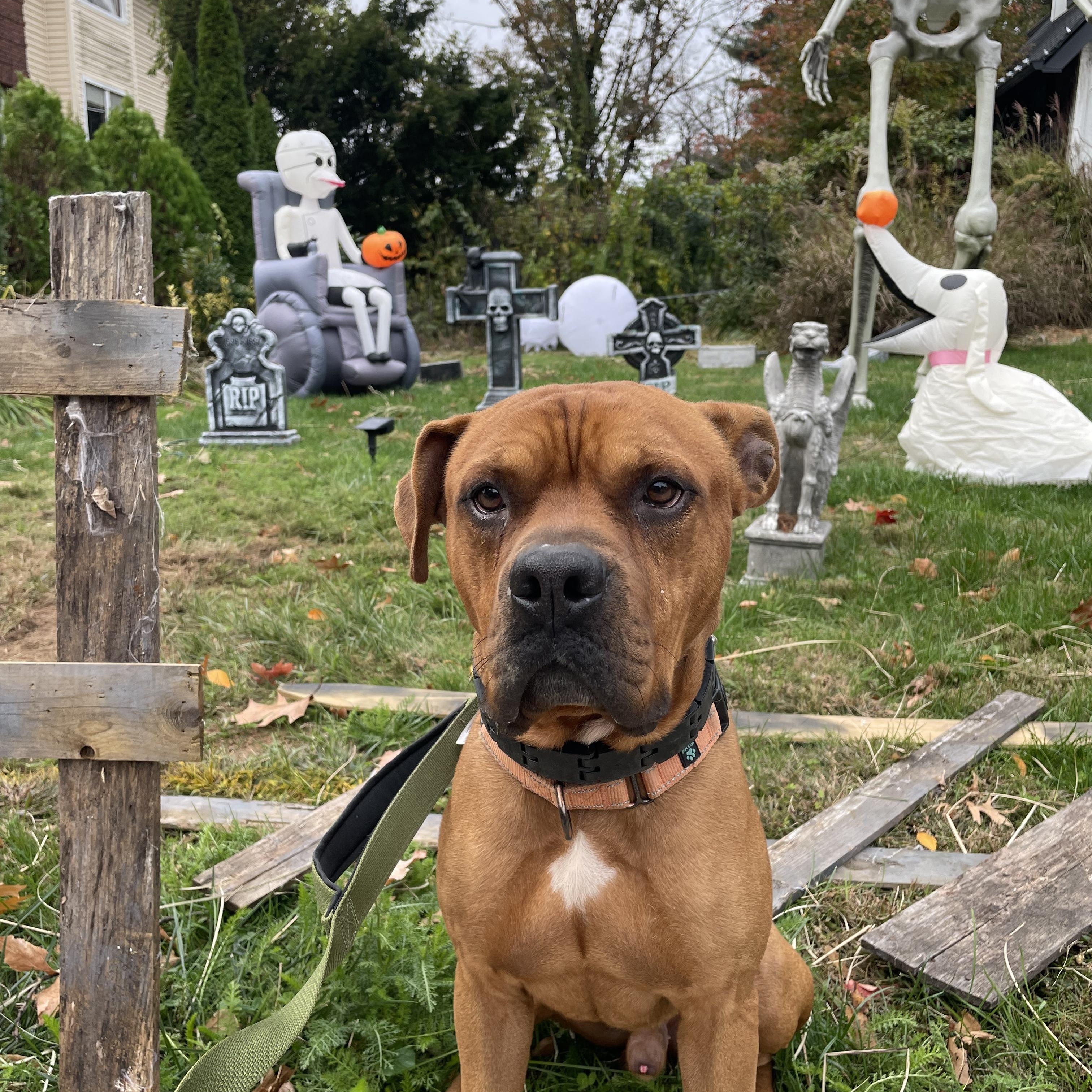 Bruce, a Adoptable mixed breed in East Orange, NJ image 2/5