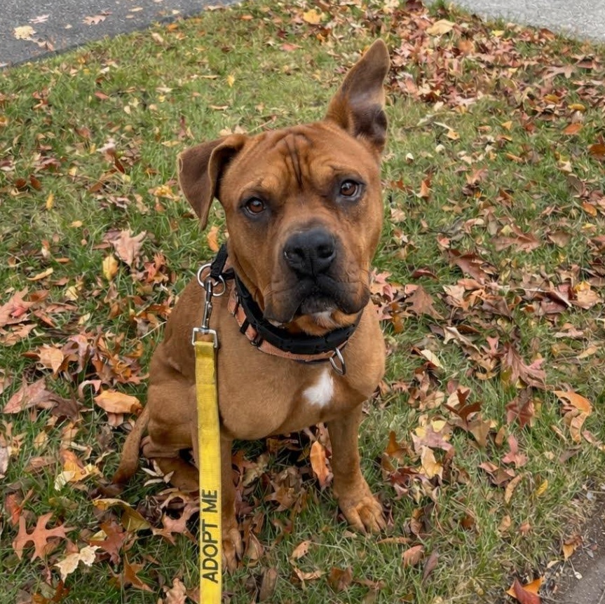 Bruce, Adoptable, Adult Male Boxer & American Bully.