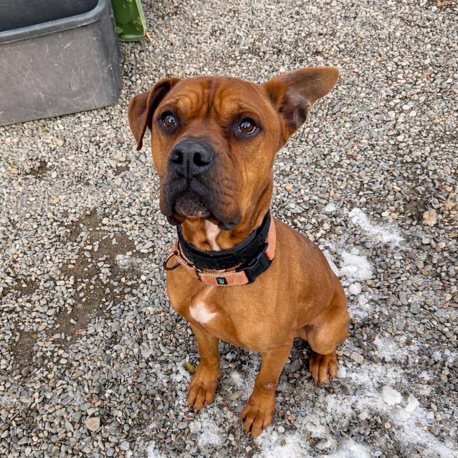 Enlarge Bruce, a Adoptable mixed breed in East Orange, NJ image 3/6