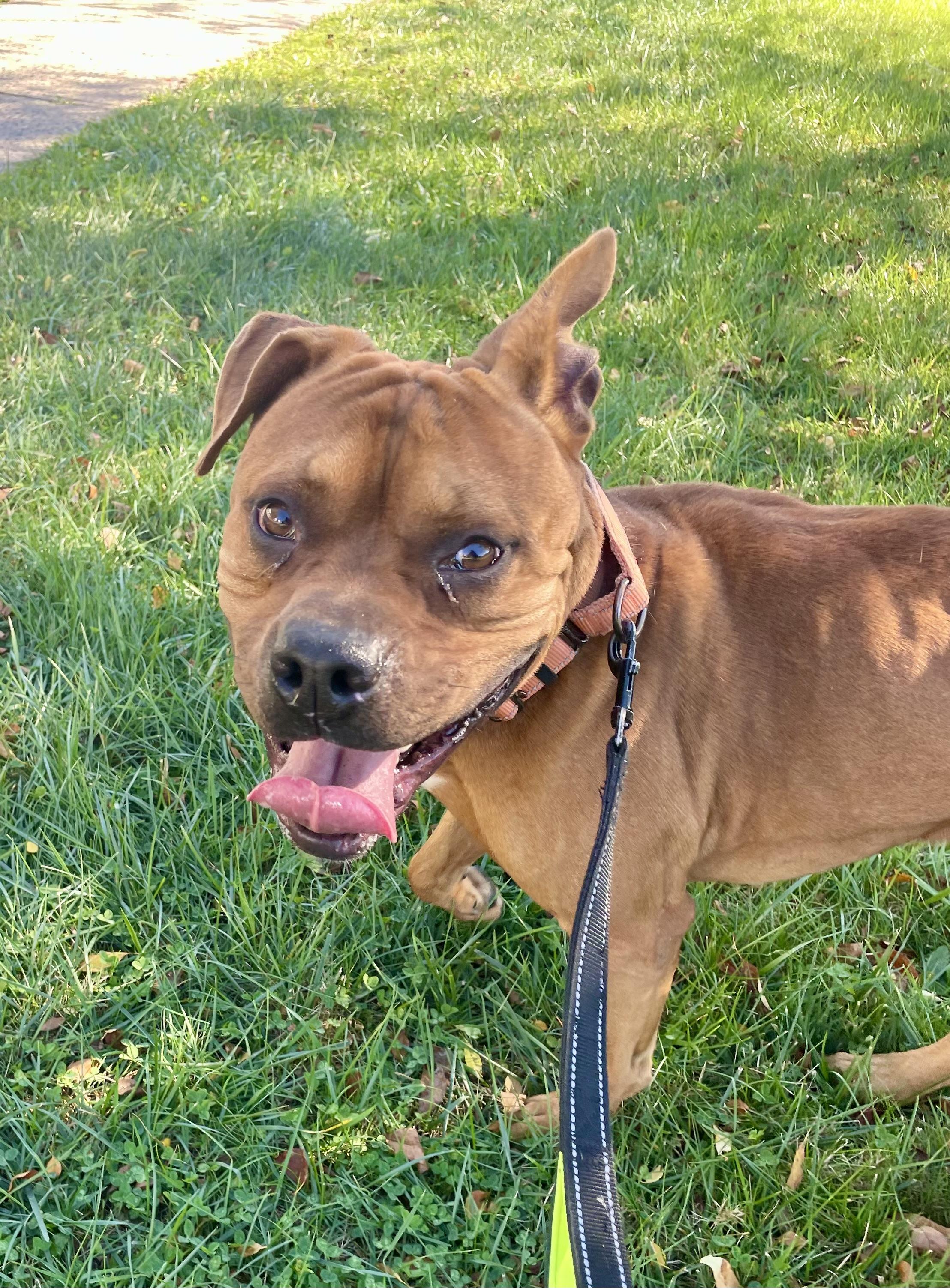 Bruce, a Adoptable mixed breed in East Orange, NJ image 3/4
