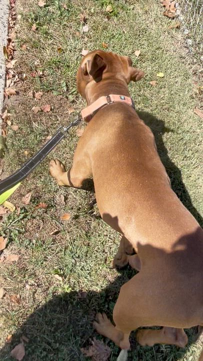 Enlarge Bruce, a Adoptable mixed breed in East Orange, NJ video 5/5