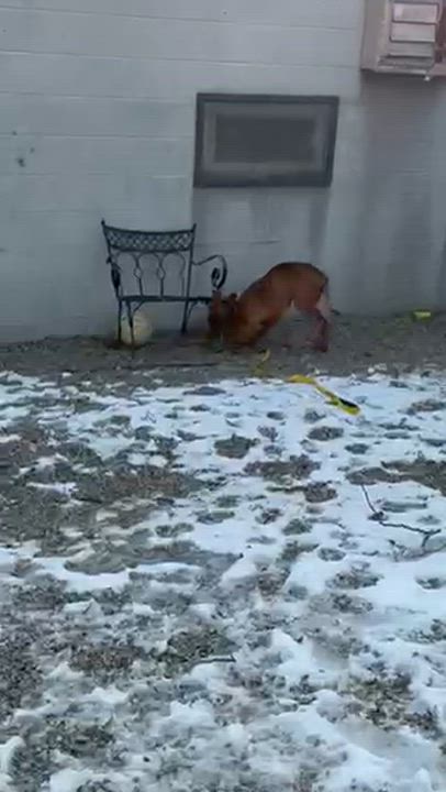 Enlarge Bruce, a Adoptable mixed breed in East Orange, NJ video 6/6