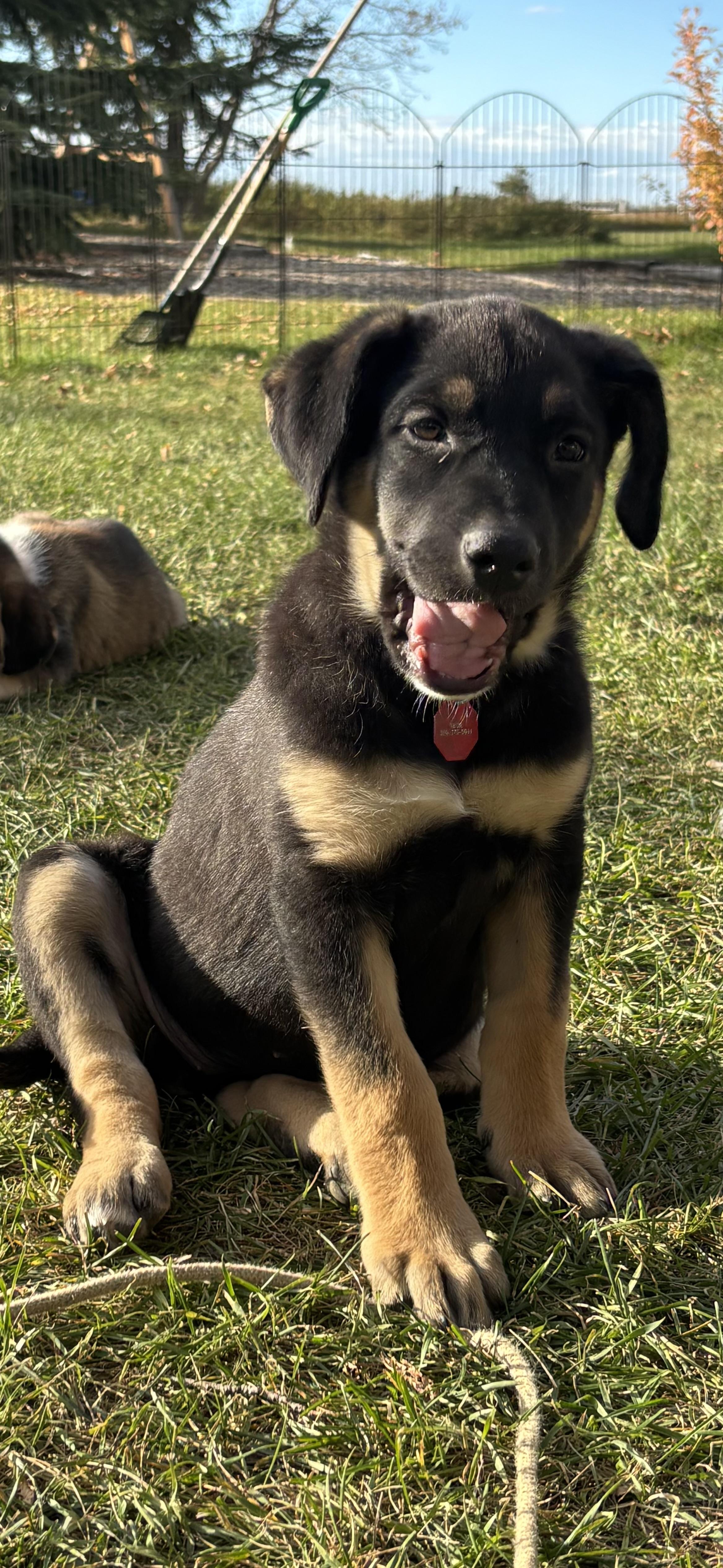 Snickers, Adoptable, Puppy Female Mixed Breed.