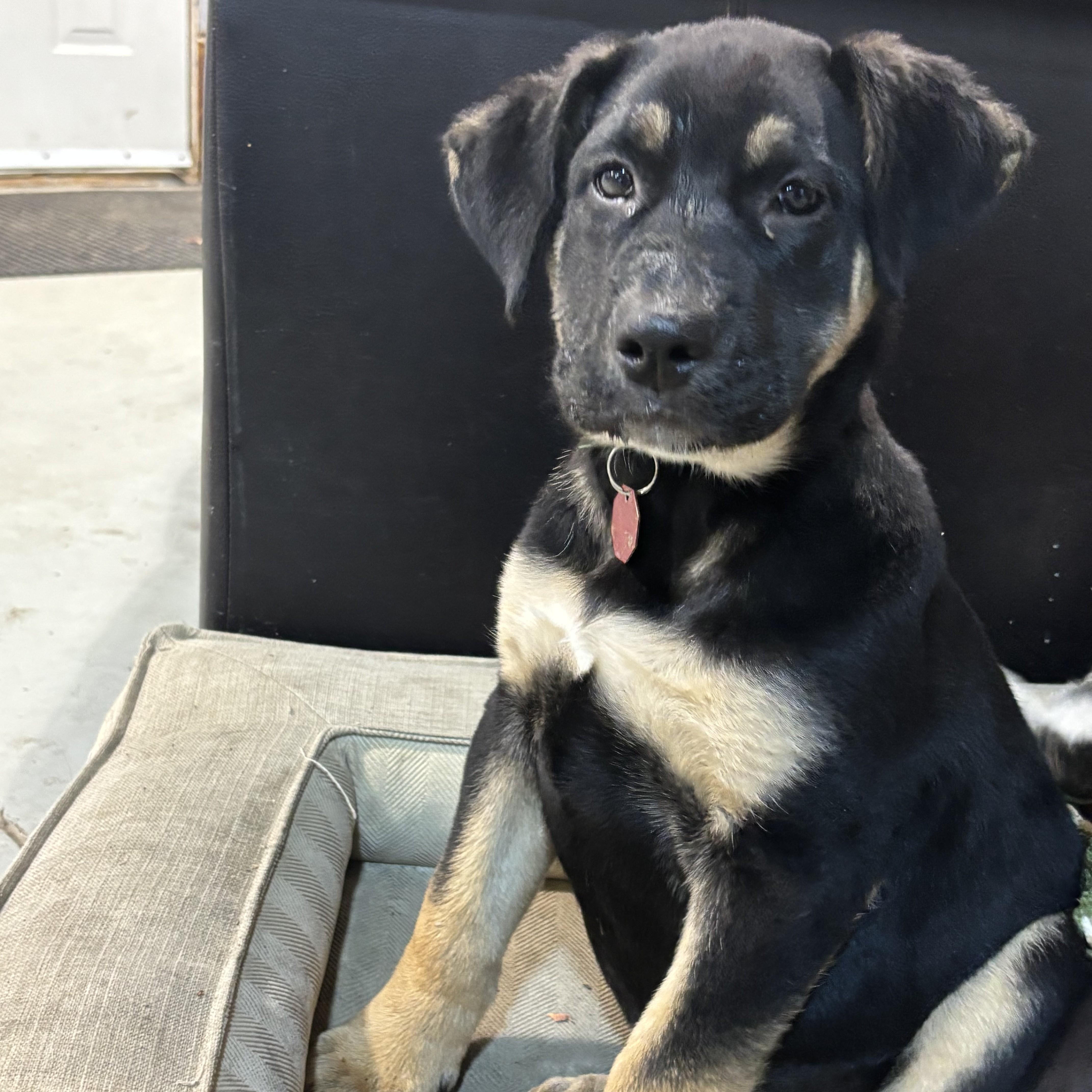 Enlarge Snickers, a Adoptable Mixed Breed in Saskatoon, SK image 2/2