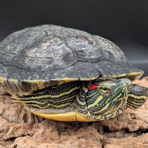 Cuff, ADOPTABLE, Adult Male Red-Eared Slider.