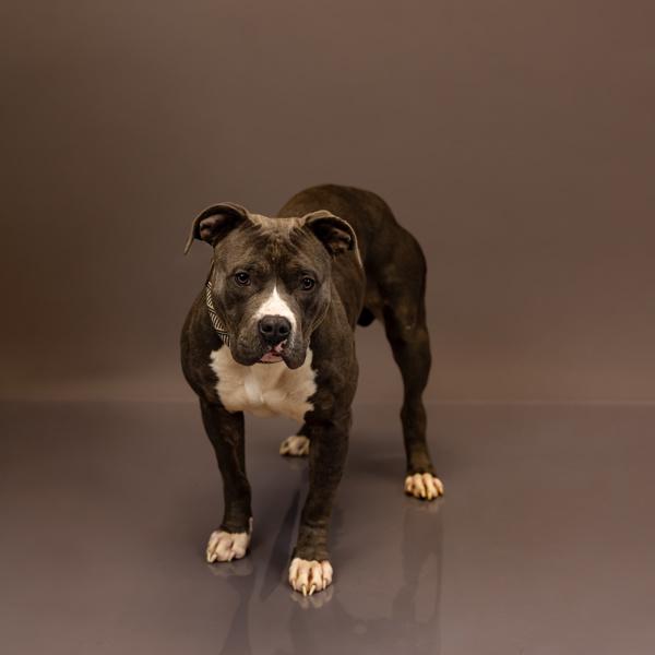 Pen 141c Lucy, Adoptable, Adult Female Pit Bull Terrier.