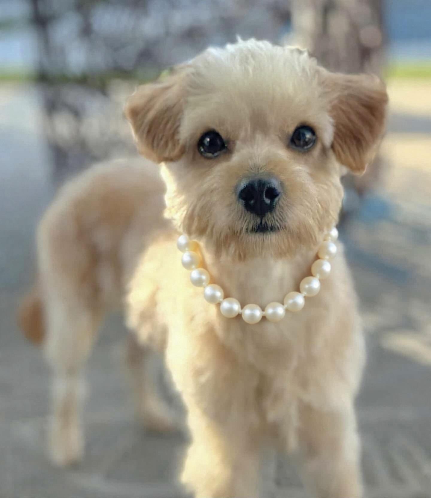 Sienna, ADOPTABLE, Young Female Terrier & Miniature Poodle.