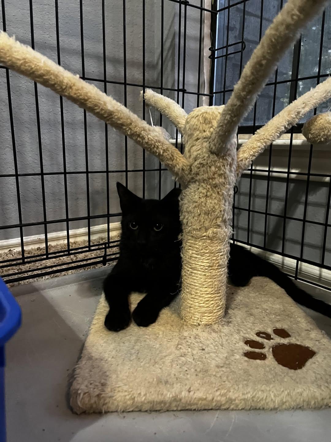 Enlarge Pluna, a Adopted Domestic Short Hair in Rowlett, TX image 1/1