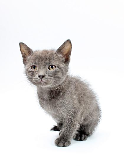 Enlarge Monty, a Adoptable mixed breed in Morton Grove, IL image 1/1