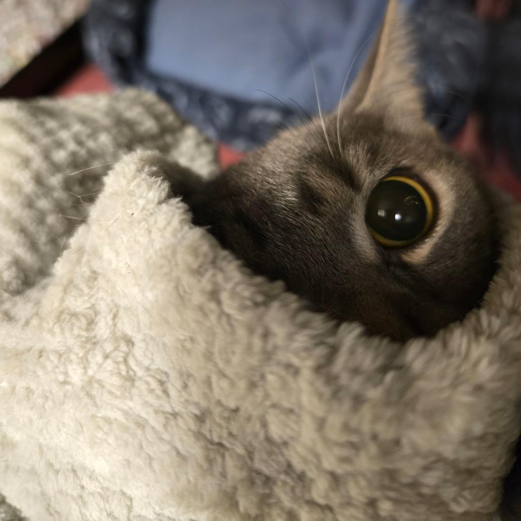 Enlarge Juke, a Adoptable Domestic Short Hair in Waldorf, MD image 1/2