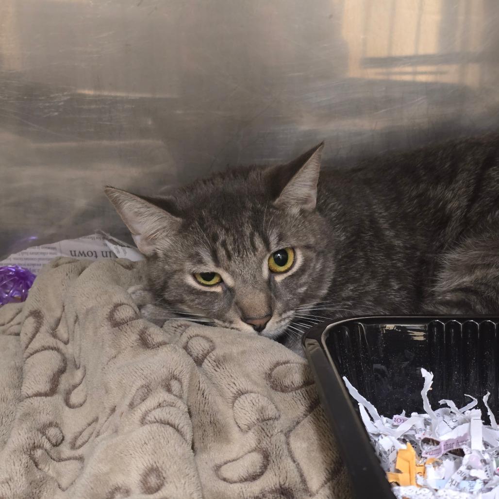 Enlarge Juke, a Adoptable Domestic Short Hair in Waldorf, MD image 2/2