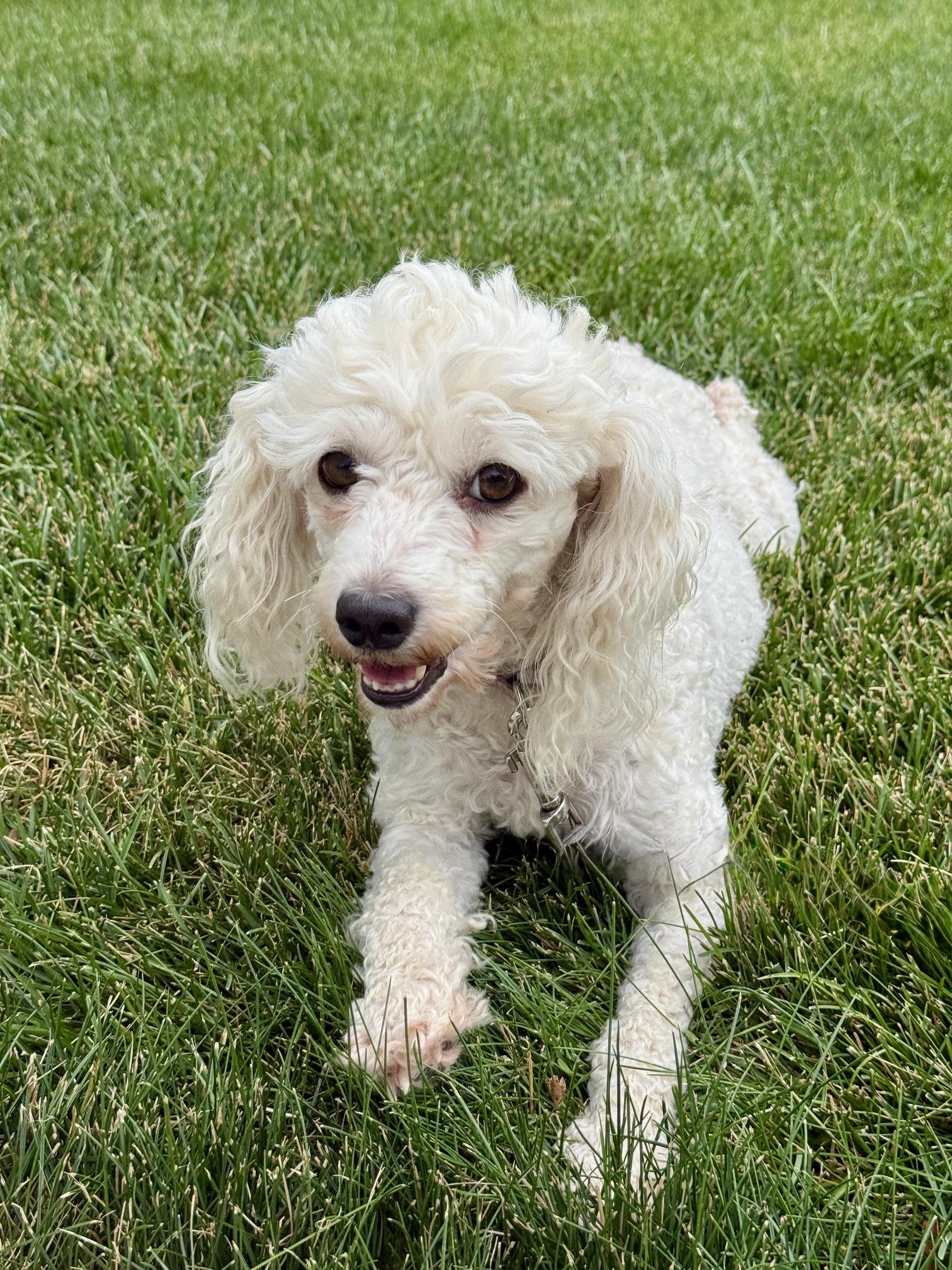 Verna, an adopted Poodle in Denver, CO image 2/4