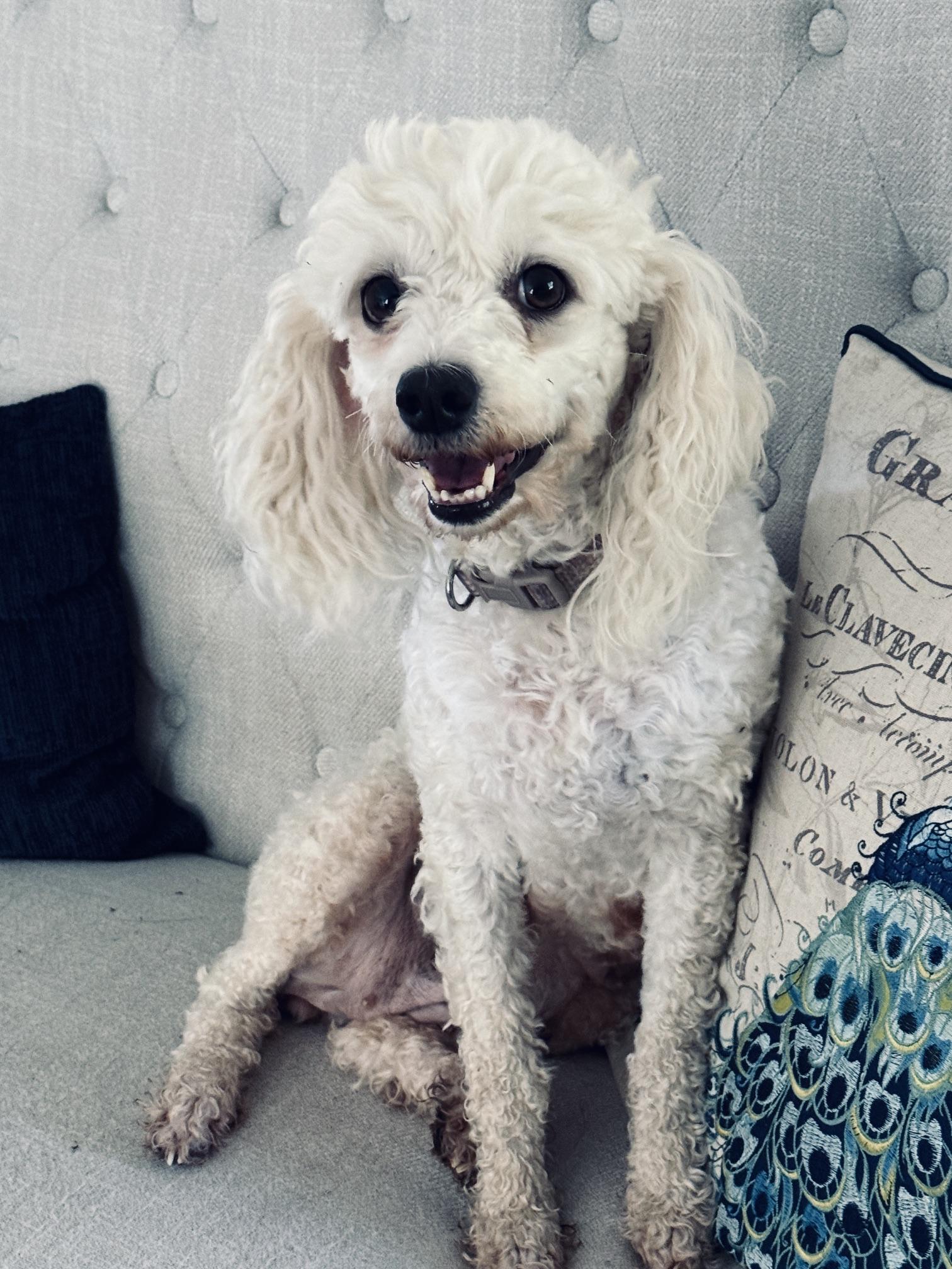 Verna, an adopted Poodle in Denver, CO image 4/4