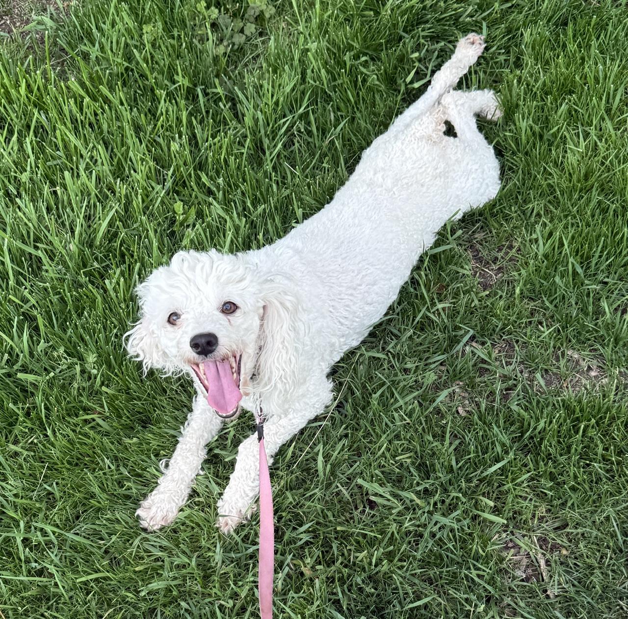 Verna, an adopted Poodle in Denver, CO image 1/4