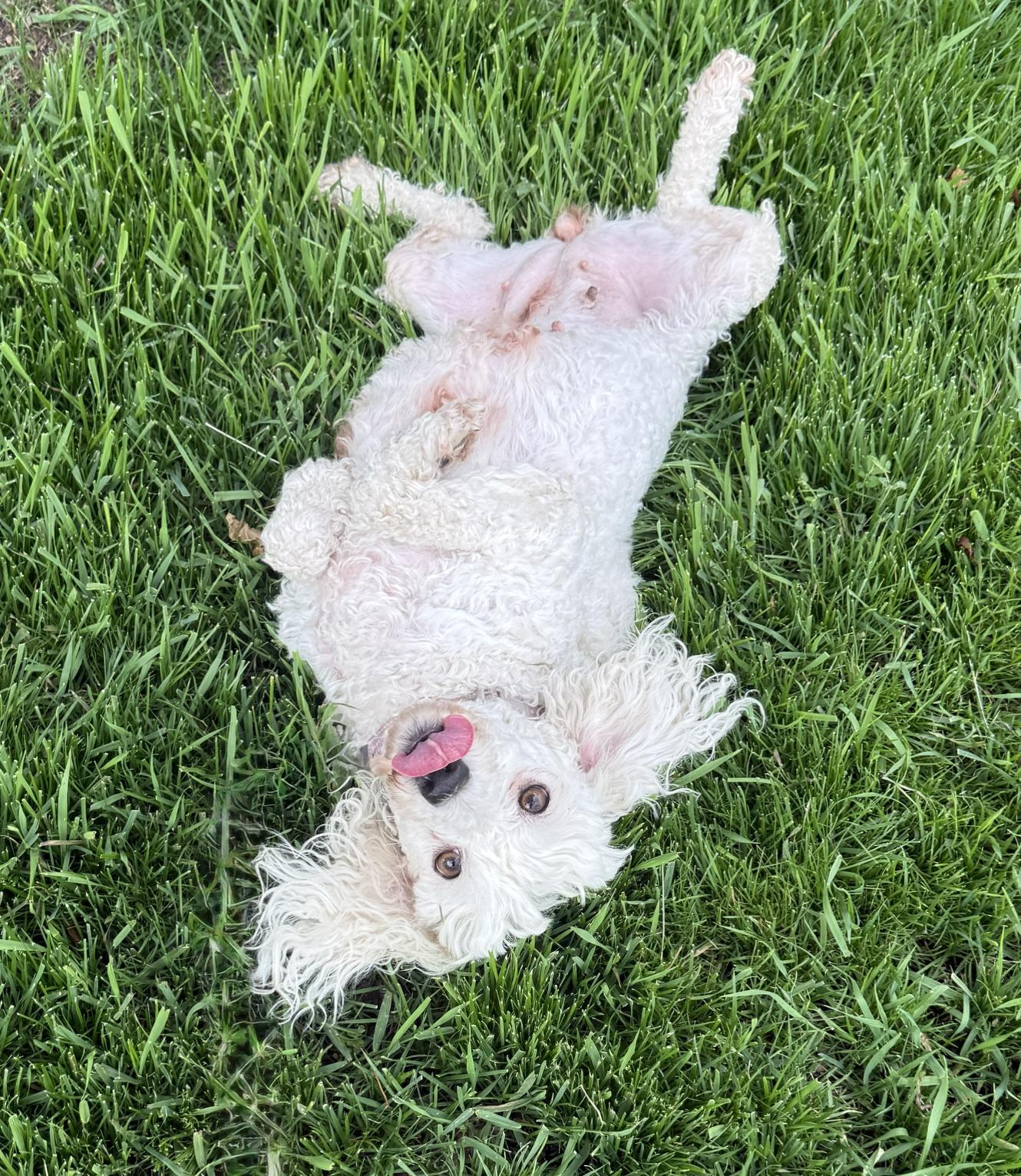 Verna, an adopted Poodle in Denver, CO image 3/4