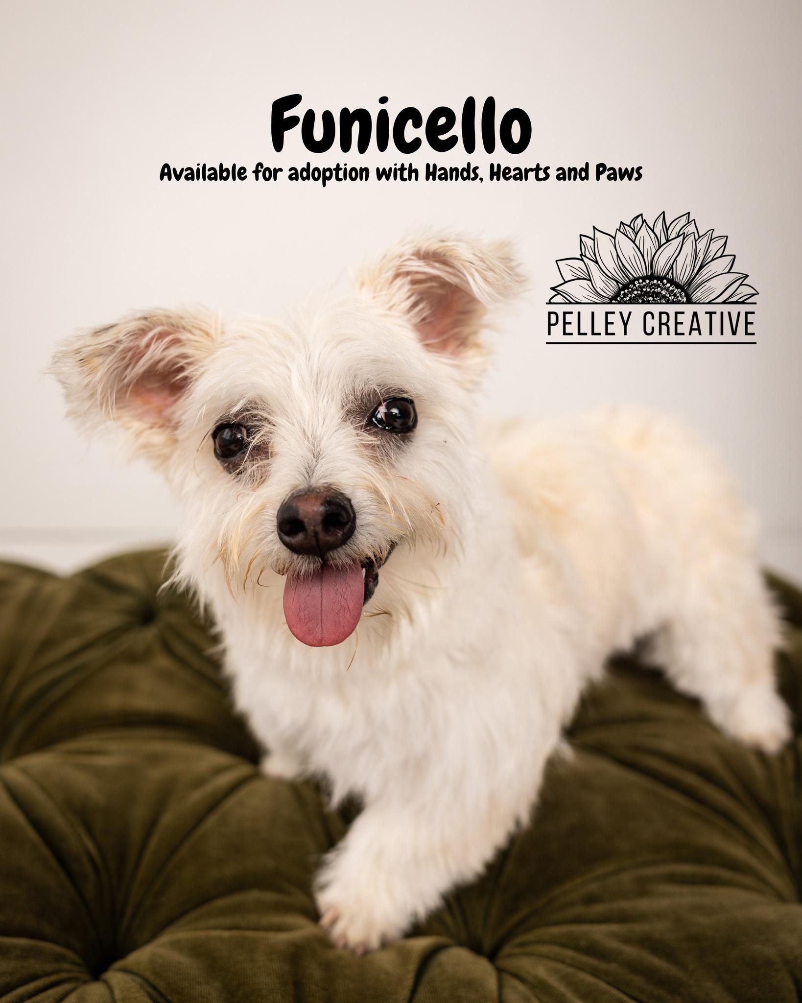 Funicello, Adoptable, Puppy Male Husky & Schnauzer.