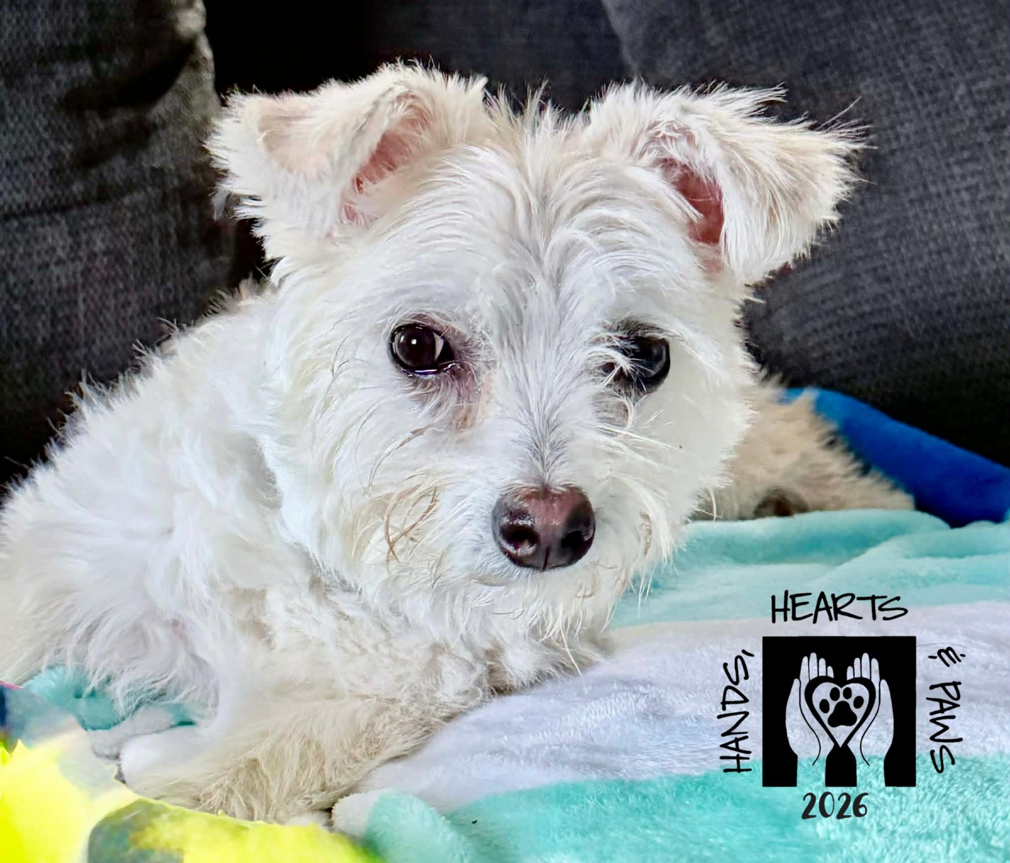 Enlarge Funicello, a Adoptable mixed breed in Omaha, NE image 2/6