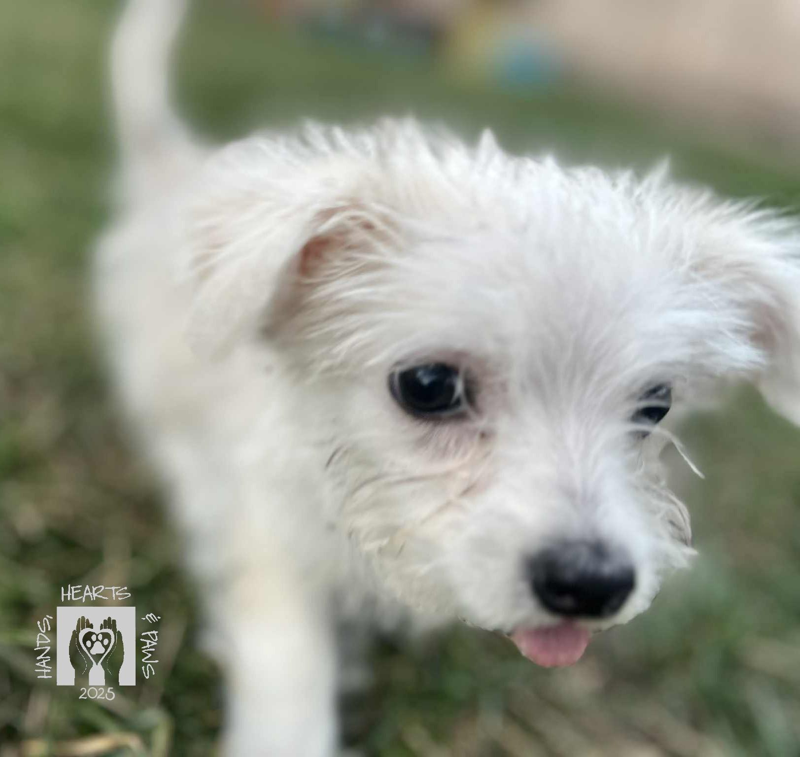 Funicello, a Adoptable mixed breed in Omaha, NE image 3/4