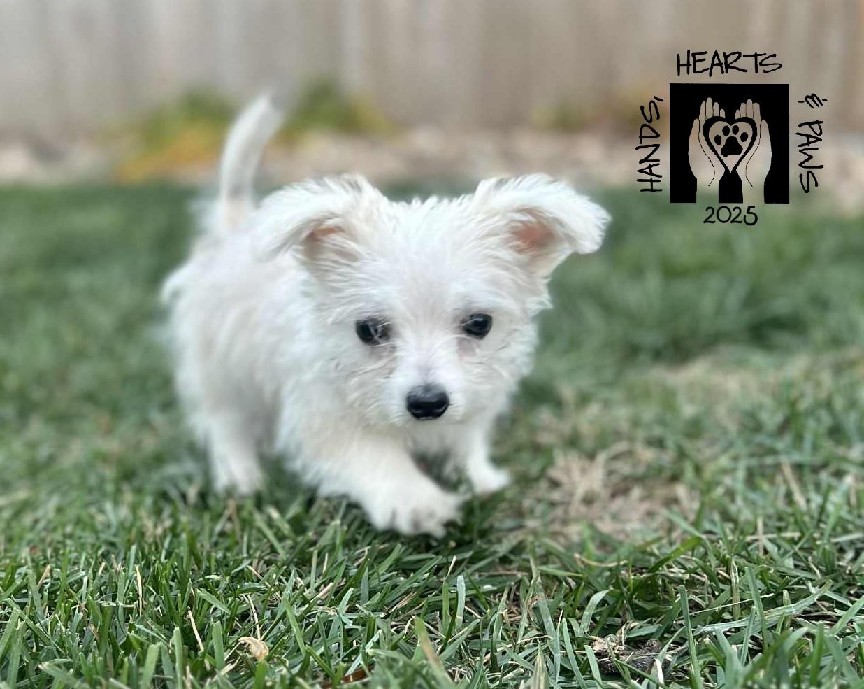 Funicello, a Adoptable mixed breed in Omaha, NE image 1/4