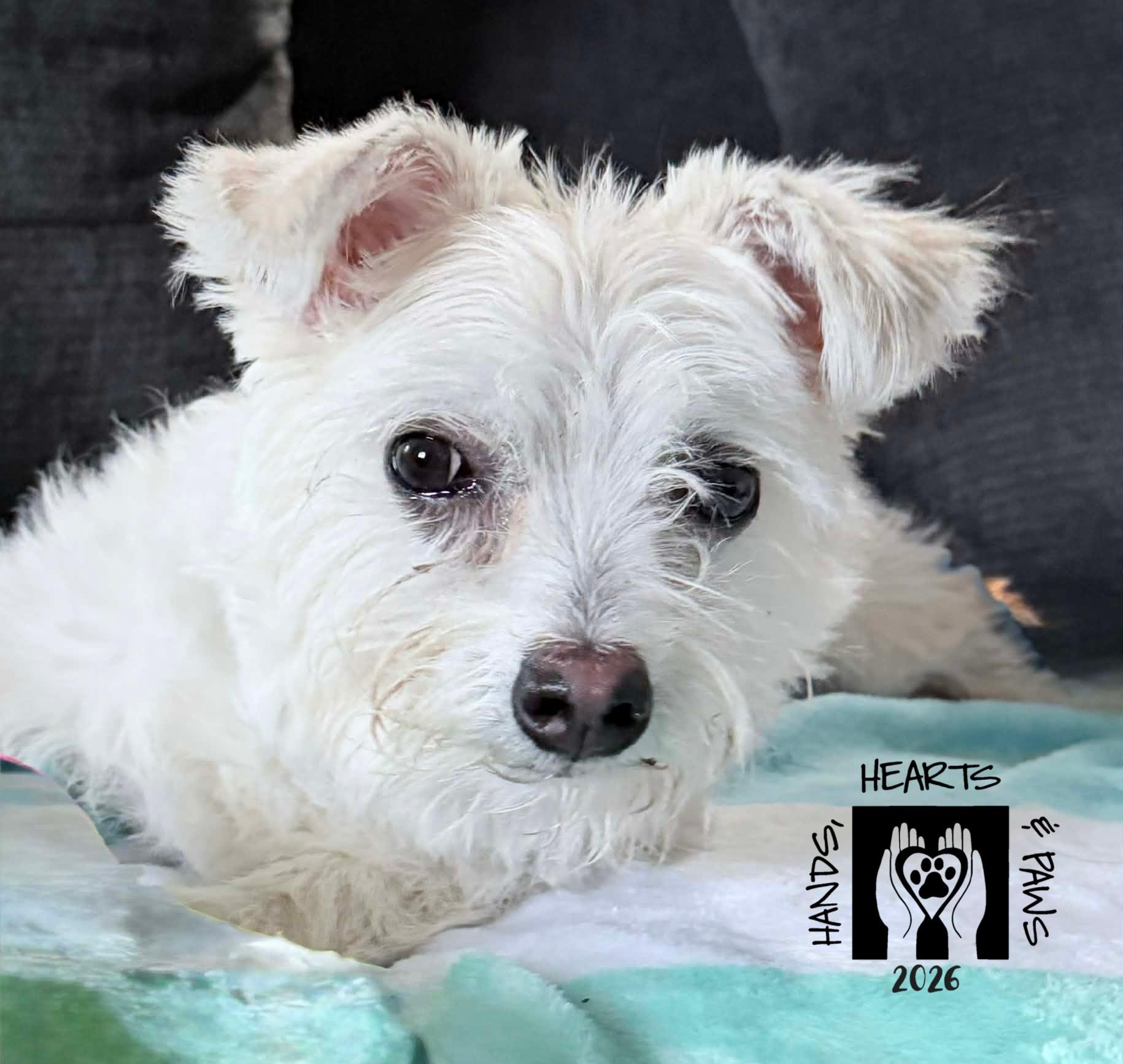 Enlarge Funicello, a Adoptable mixed breed in Omaha, NE image 6/6