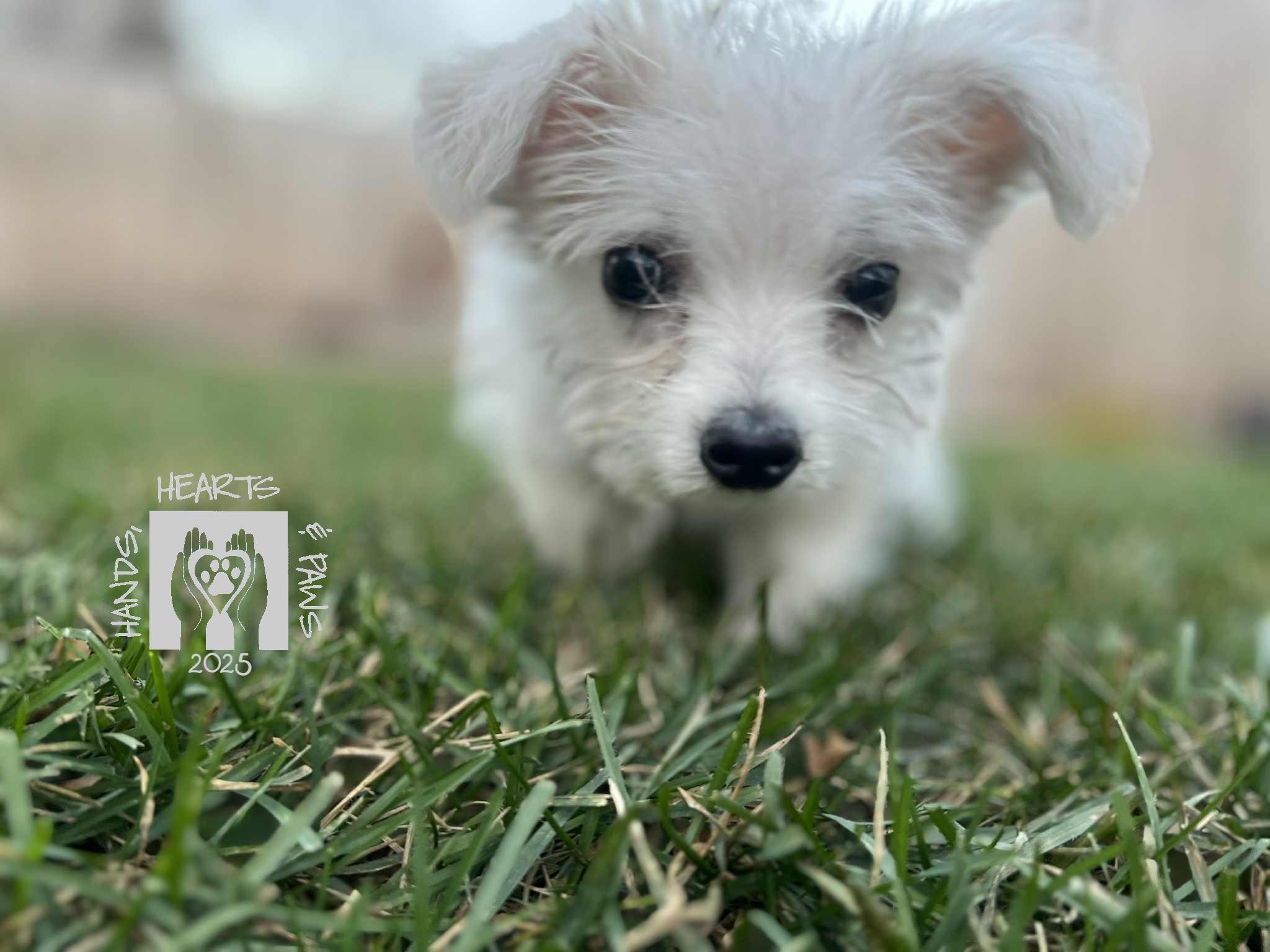 Funicello, a Adoptable mixed breed in Omaha, NE image 4/4