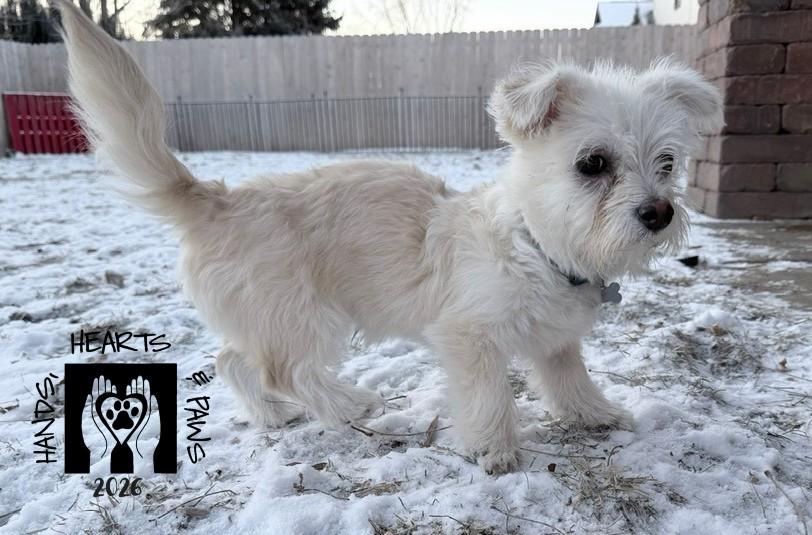 Enlarge Funicello, a Adoptable mixed breed in Omaha, NE image 1/5