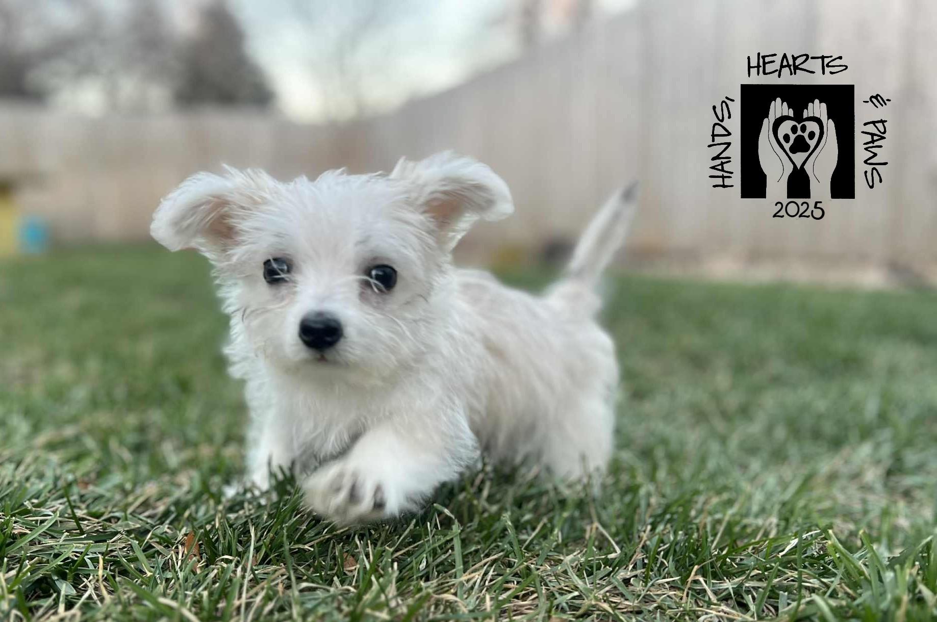 Funicello, Adoptable, Puppy Male Terrier.