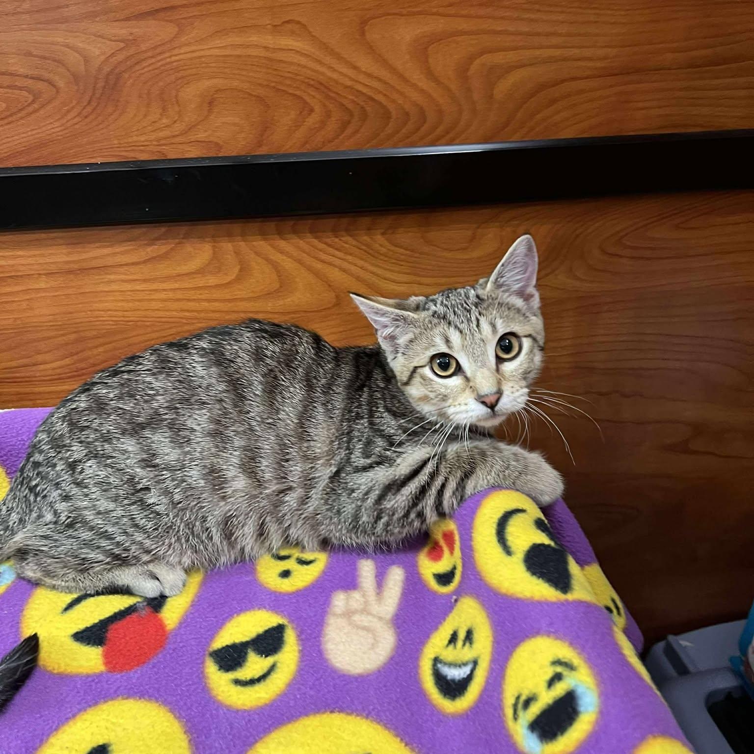 Jack, Adoptable, Young Male Tabby.