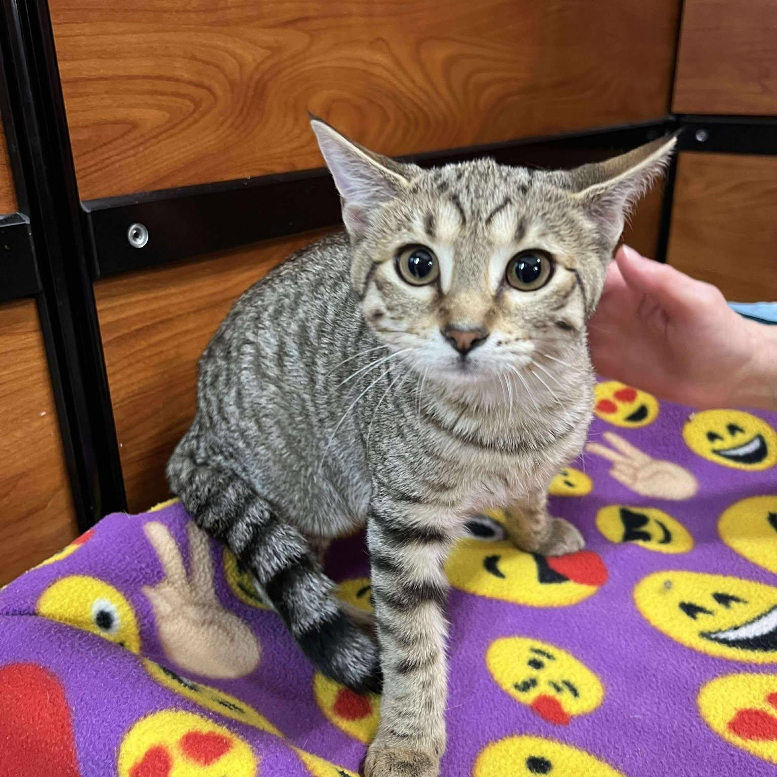 Jack, a Adoptable Tabby in Memphis, TN image 5/6