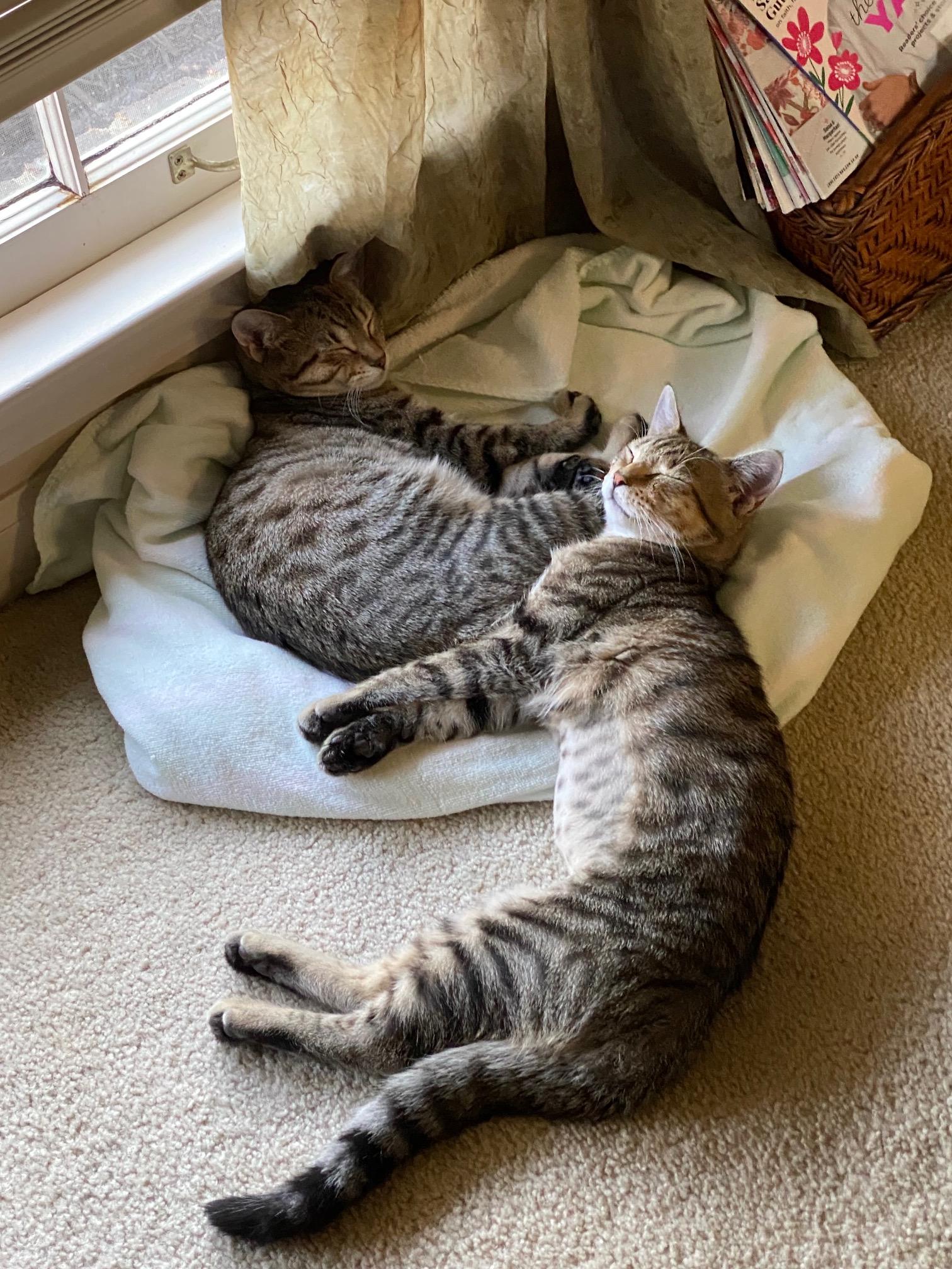 Jack, a Adoptable Tabby in Memphis, TN image 2/6