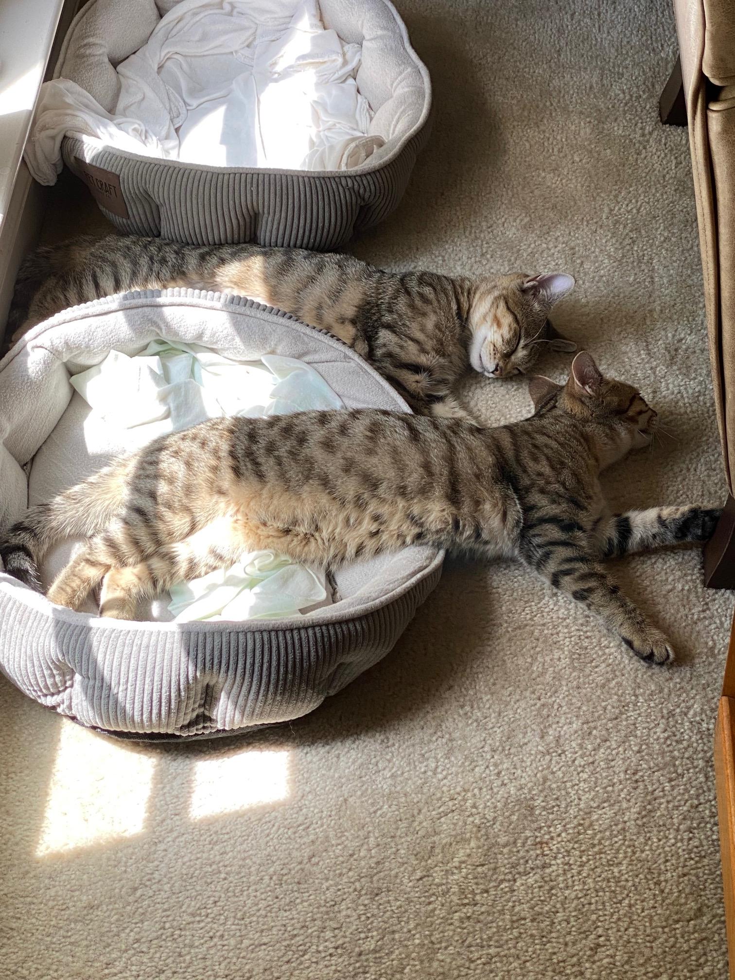 Jack, a Adoptable Tabby in Memphis, TN image 3/6