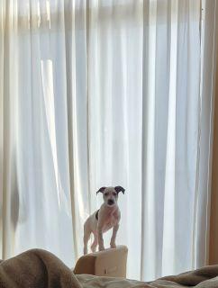 Enlarge Dot-looking for a foster or furever home, a ADOPTABLE Mixed Breed in Schaumburg, IL image 5/5