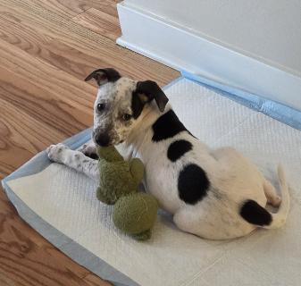 Enlarge Dot-looking for a foster or furever home, a ADOPTABLE Mixed Breed in Schaumburg, IL image 2/5
