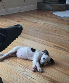 Enlarge Dot-looking for a foster or furever home, a ADOPTABLE Mixed Breed in Schaumburg, IL image 3/5