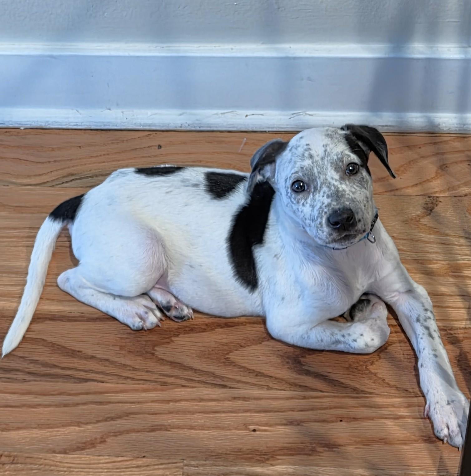 Enlarge Dot-looking for a foster or furever home, a ADOPTABLE Mixed Breed in Schaumburg, IL image 4/5